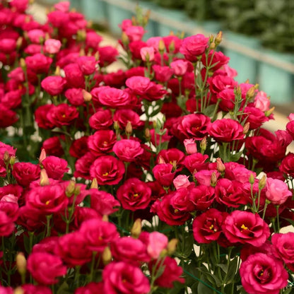 Nasiona bezkolcowych róż Eustoma (100 sztuk) 💐 Nasiona lisianthus