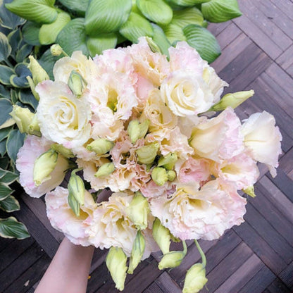 Nasiona bezkolcowych róż Eustoma (100 sztuk) 💐 Nasiona lisianthus