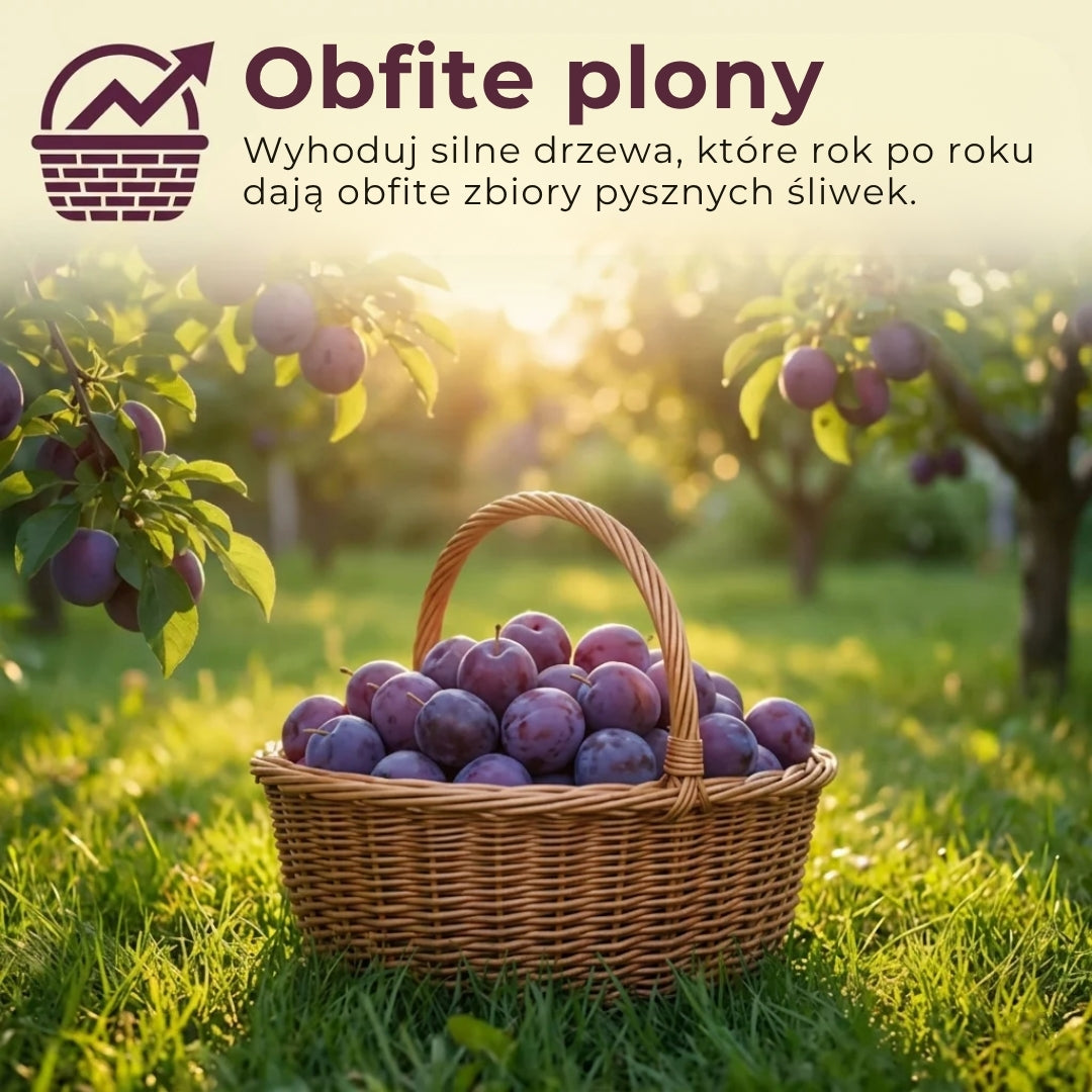 Mieszanka nasion śliwy – 100 sztuk