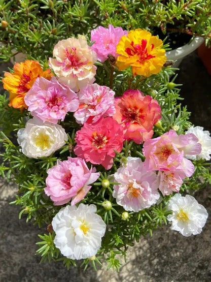 🌸 Mieszanka nasion portulaki wielkokwiatowej (1000 szt.) 🌿