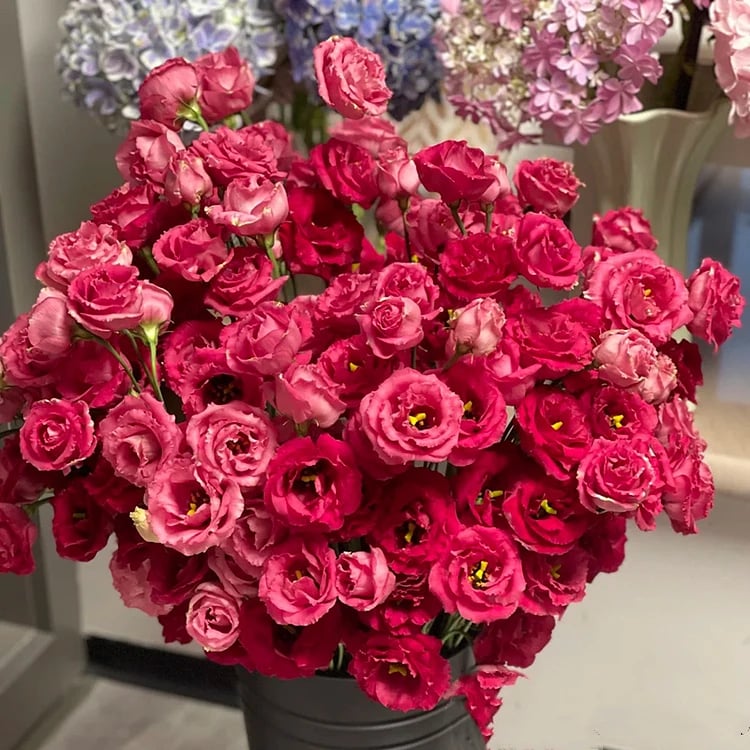 Nasiona bezkolcowych róż Eustoma (100 sztuk) 💐 Nasiona lisianthus
