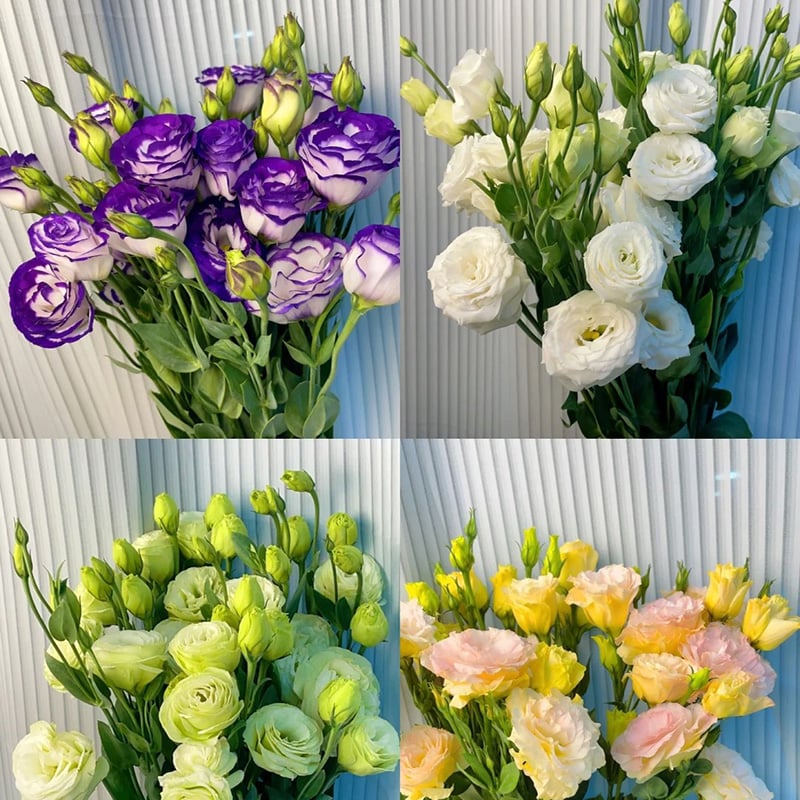 Nasiona bezkolcowych róż Eustoma (100 sztuk) 💐 Nasiona lisianthus