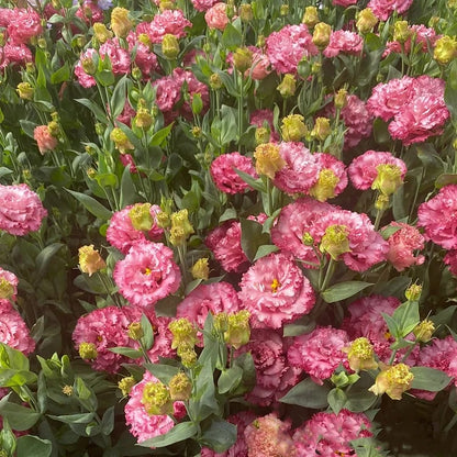 Nasiona bezkolcowych róż Eustoma (100 sztuk) 💐 Nasiona lisianthus
