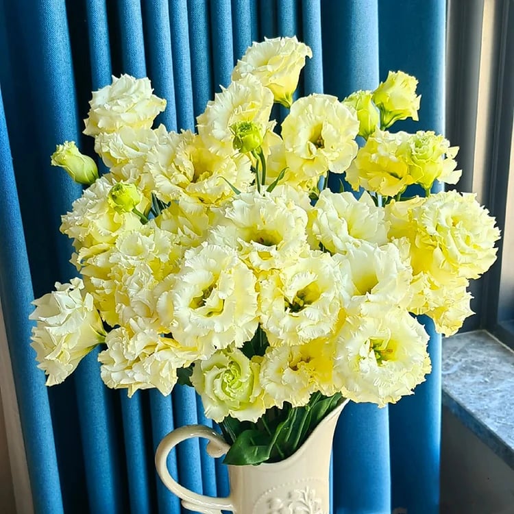 Nasiona bezkolcowych róż Eustoma (100 sztuk) 💐 Nasiona lisianthus