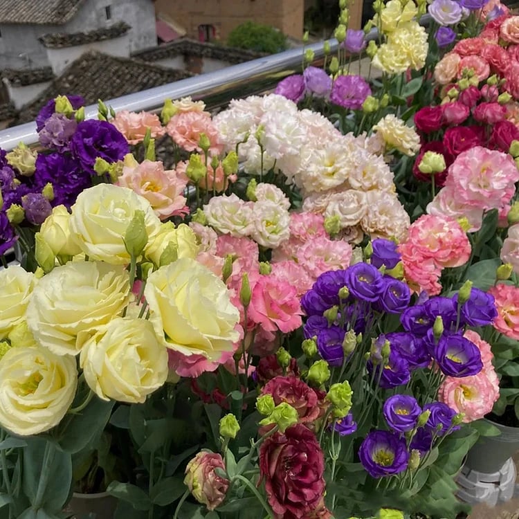 Nasiona bezkolcowych róż Eustoma (100 sztuk) 💐 Nasiona lisianthus