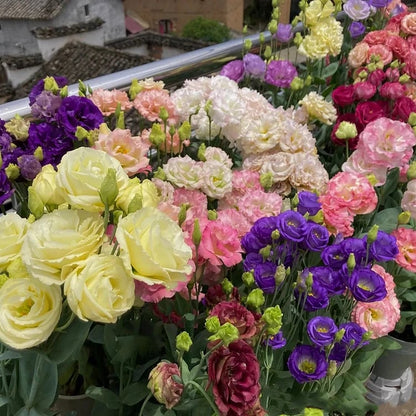 Nasiona bezkolcowych róż Eustoma (100 sztuk) 💐 Nasiona lisianthus