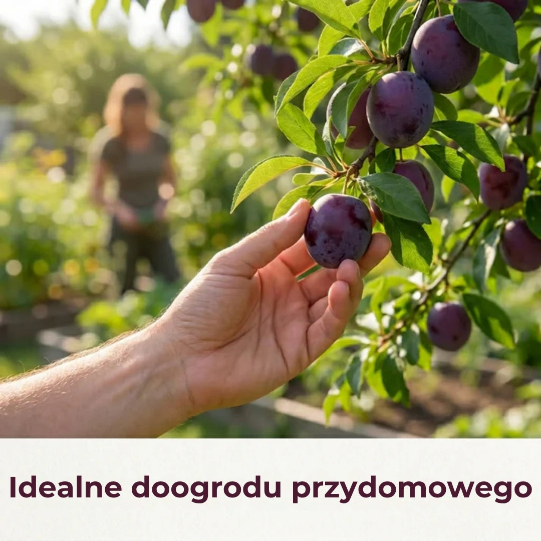 Mieszanka nasion śliwy – 100 sztuk