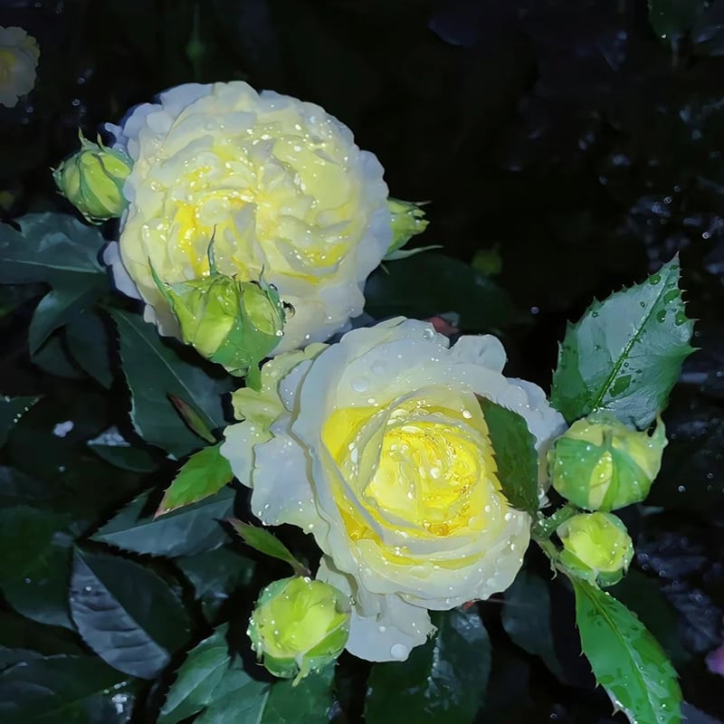 Nasiona bezkolcowych róż Eustoma (100 sztuk) 💐 Nasiona lisianthus