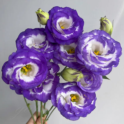 Nasiona bezkolcowych róż Eustoma (100 sztuk) 💐 Nasiona lisianthus