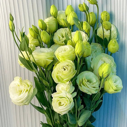 Nasiona bezkolcowych róż Eustoma (100 sztuk) 💐 Nasiona lisianthus