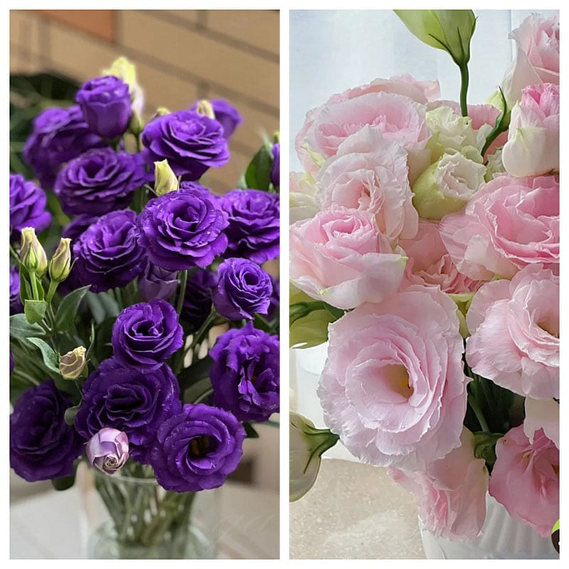 Nasiona bezkolcowych róż Eustoma (100 sztuk) 💐 Nasiona lisianthus