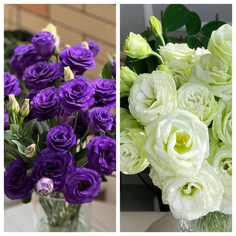 Nasiona bezkolcowych róż Eustoma (100 sztuk) 💐 Nasiona lisianthus