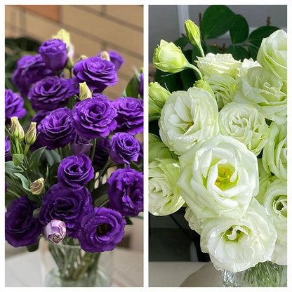 Nasiona bezkolcowych róż Eustoma (100 sztuk) 💐 Nasiona lisianthus