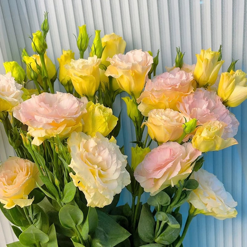 Nasiona bezkolcowych róż Eustoma (100 sztuk) 💐 Nasiona lisianthus