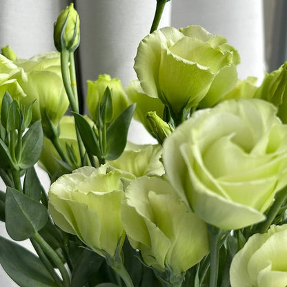 Nasiona bezkolcowych róż Eustoma (100 sztuk) 💐 Nasiona lisianthus