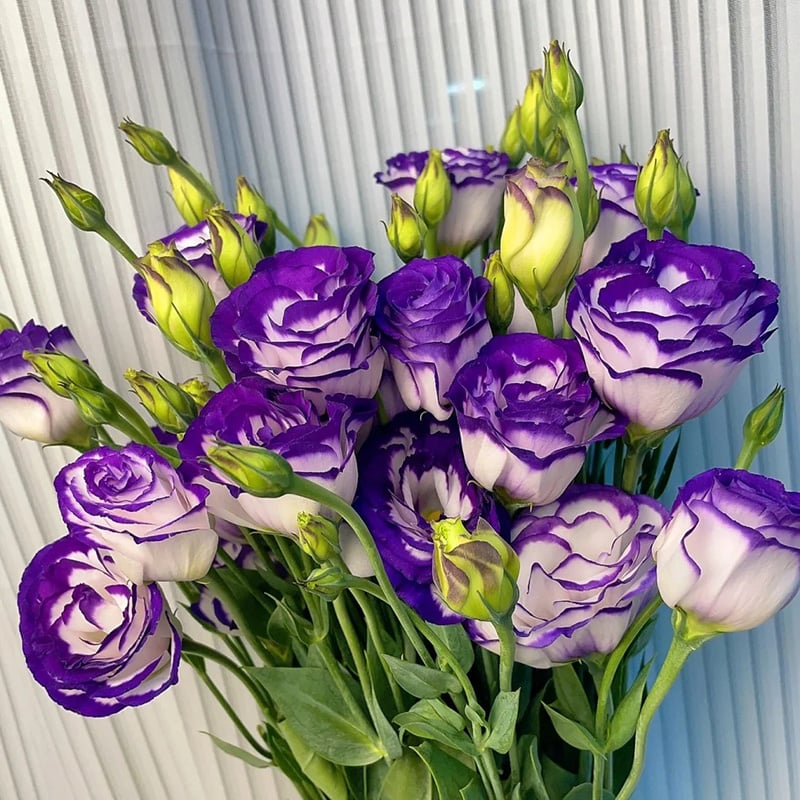 Nasiona bezkolcowych róż Eustoma (100 sztuk) 💐 Nasiona lisianthus