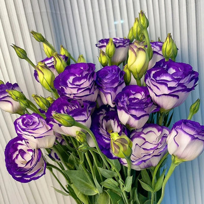 Nasiona bezkolcowych róż Eustoma (100 sztuk) 💐 Nasiona lisianthus