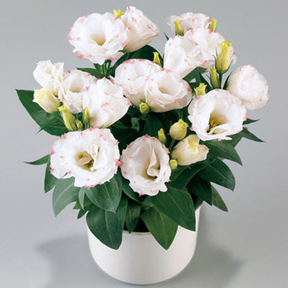 Nasiona bezkolcowych róż Eustoma (100 sztuk) 💐 Nasiona lisianthus