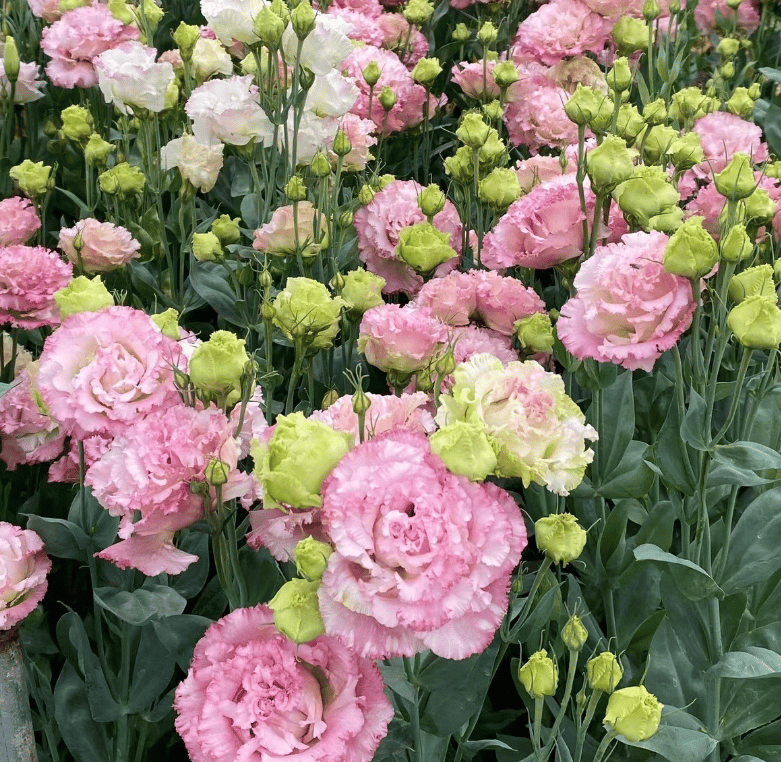 Nasiona bezkolcowych róż Eustoma (100 sztuk) 💐 Nasiona lisianthus