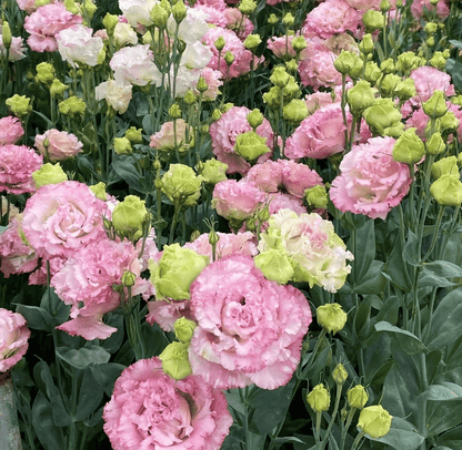Nasiona bezkolcowych róż Eustoma (100 sztuk) 💐 Nasiona lisianthus
