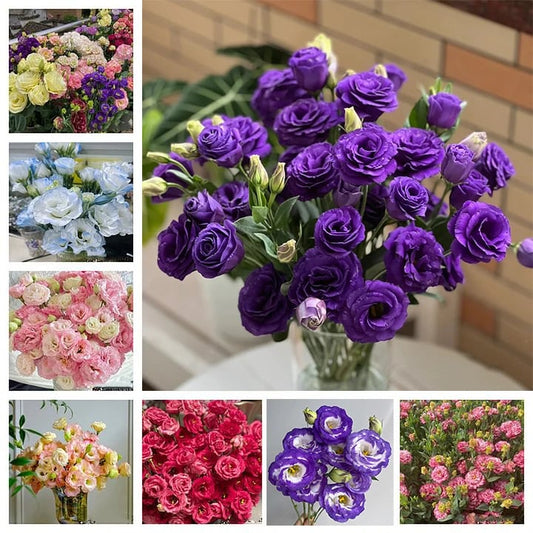 Nasiona bezkolcowych róż Eustoma (100 sztuk) 💐 Nasiona lisianthus