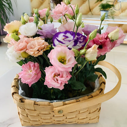 Nasiona bezkolcowych róż Eustoma (100 sztuk) 💐 Nasiona lisianthus