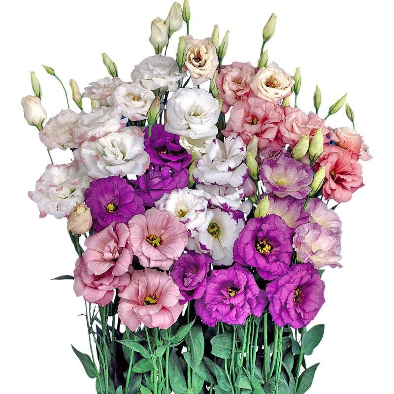 Nasiona bezkolcowych róż Eustoma (100 sztuk) 💐 Nasiona lisianthus
