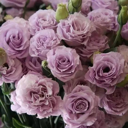 Nasiona bezkolcowych róż Eustoma (100 sztuk) 💐 Nasiona lisianthus