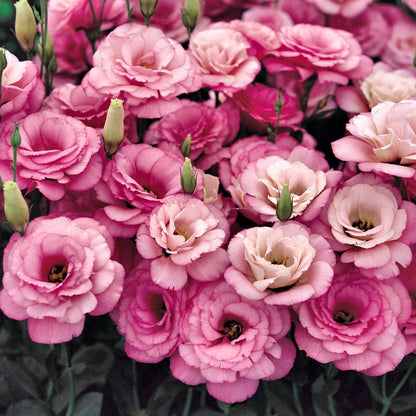 Nasiona bezkolcowych róż Eustoma (100 sztuk) 💐 Nasiona lisianthus