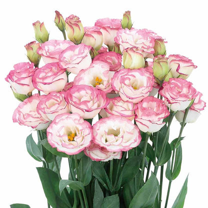 Nasiona bezkolcowych róż Eustoma (100 sztuk) 💐 Nasiona lisianthus