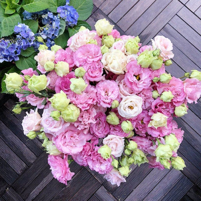 Nasiona bezkolcowych róż Eustoma (100 sztuk) 💐 Nasiona lisianthus
