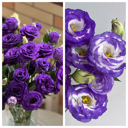Nasiona bezkolcowych róż Eustoma (100 sztuk) 💐 Nasiona lisianthus