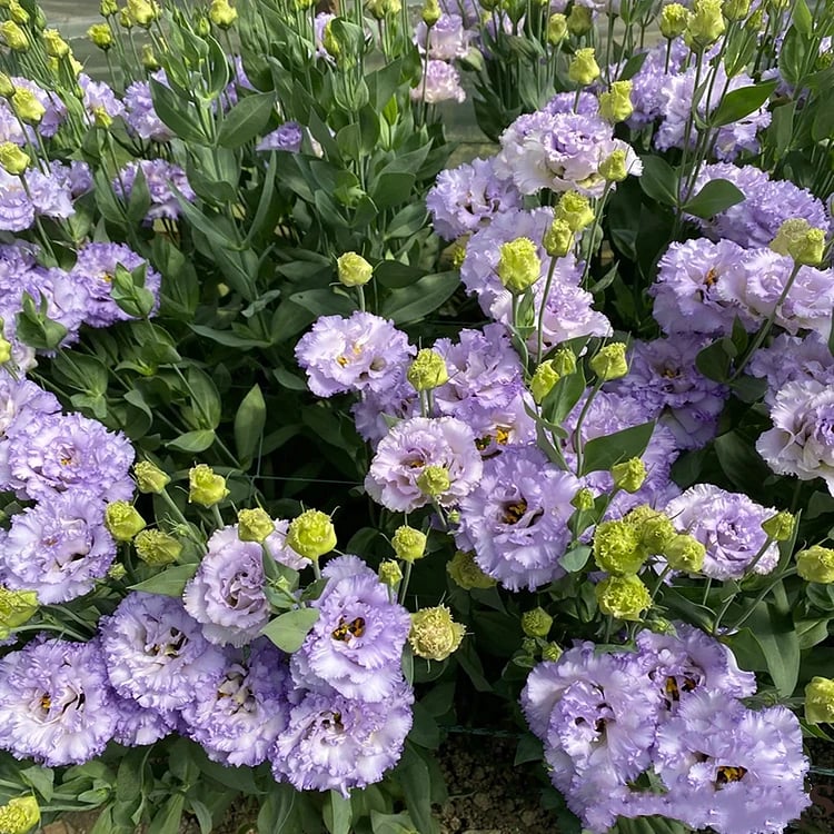 Nasiona bezkolcowych róż Eustoma (100 sztuk) 💐 Nasiona lisianthus