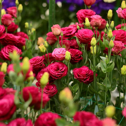 Nasiona bezkolcowych róż Eustoma (100 sztuk) 💐 Nasiona lisianthus