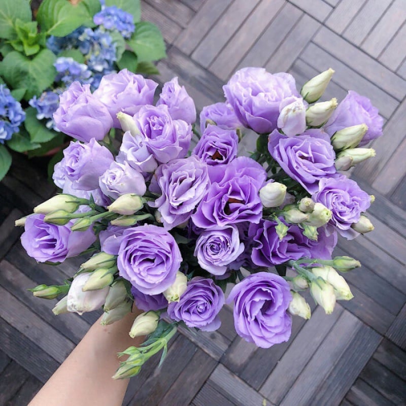 Nasiona bezkolcowych róż Eustoma (100 sztuk) 💐 Nasiona lisianthus