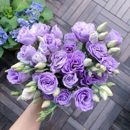 Nasiona bezkolcowych róż Eustoma (100 sztuk) 💐 Nasiona lisianthus
