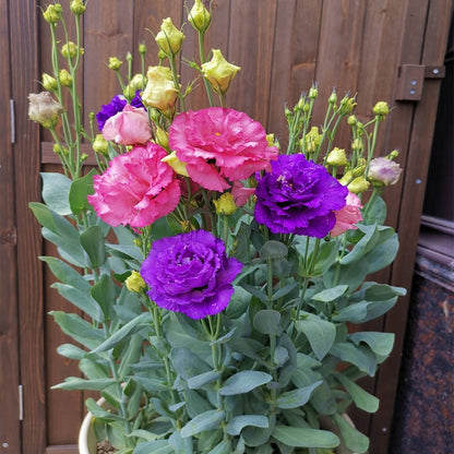 Nasiona bezkolcowych róż Eustoma (100 sztuk) 💐 Nasiona lisianthus