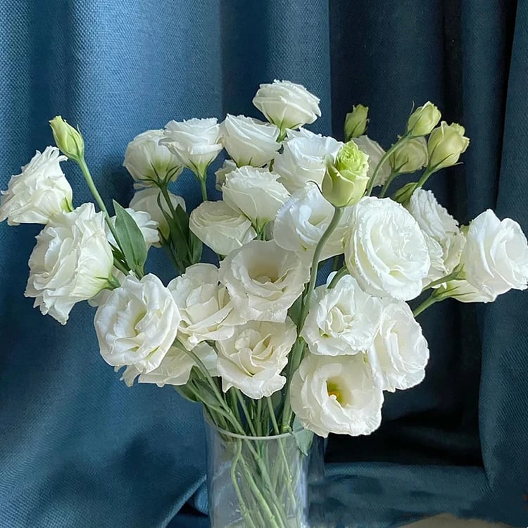Nasiona bezkolcowych róż Eustoma (100 sztuk) 💐 Nasiona lisianthus