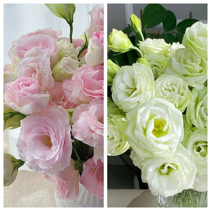 Nasiona bezkolcowych róż Eustoma (100 sztuk) 💐 Nasiona lisianthus