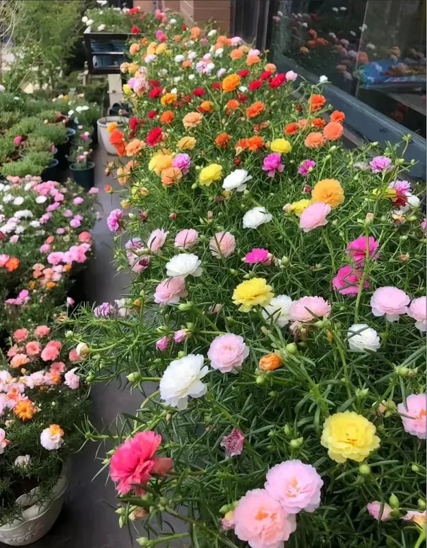 🌸 Mieszanka nasion portulaki wielkokwiatowej (1000 szt.) 🌿