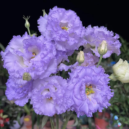 Nasiona bezkolcowych róż Eustoma (100 sztuk) 💐 Nasiona lisianthus