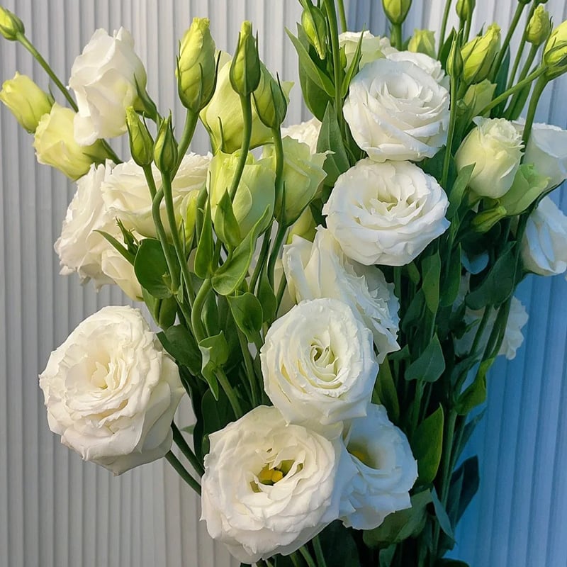 Nasiona bezkolcowych róż Eustoma (100 sztuk) 💐 Nasiona lisianthus