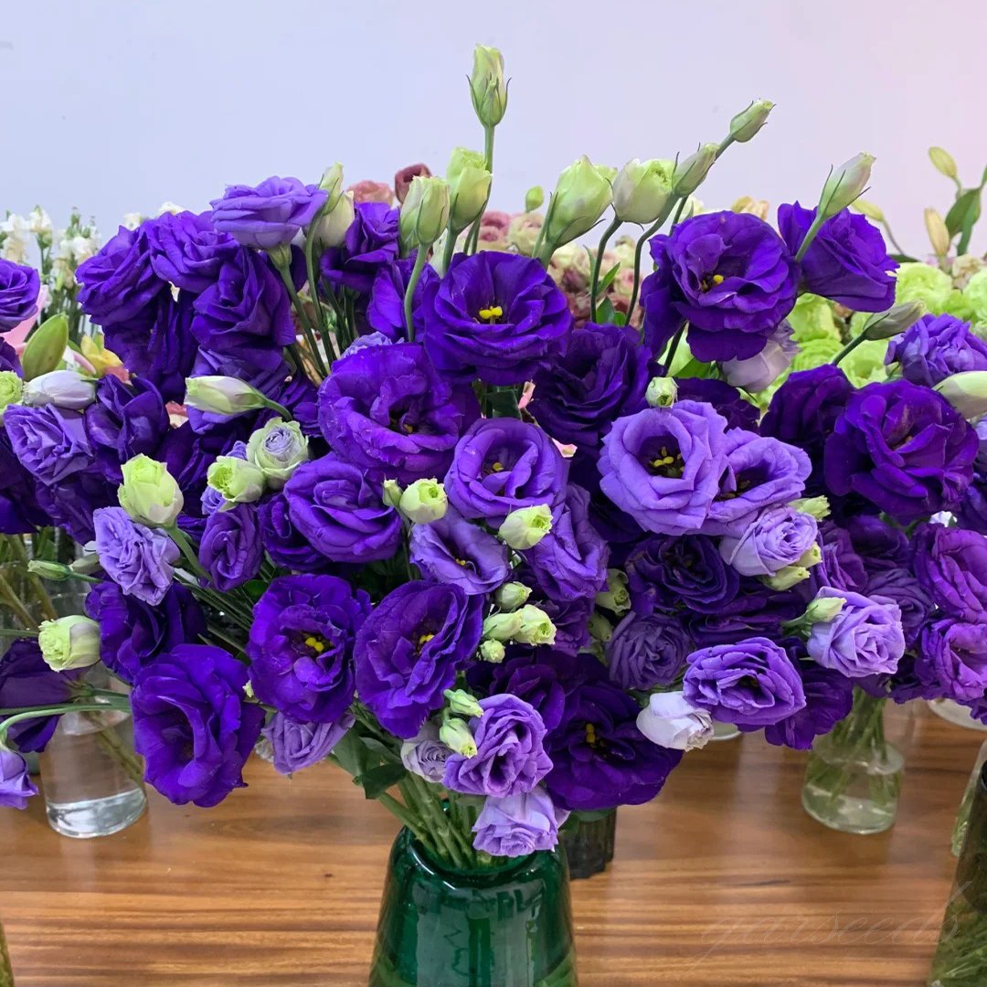 Nasiona bezkolcowych róż Eustoma (100 sztuk) 💐 Nasiona lisianthus