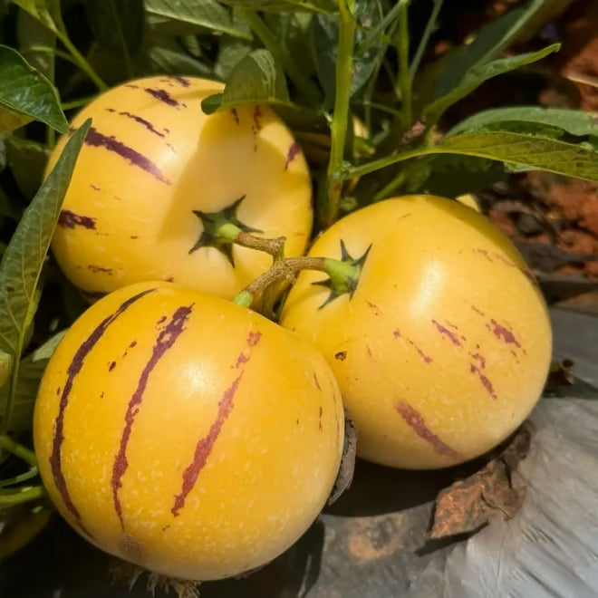 Nasiona pepino (1000 sztuk)