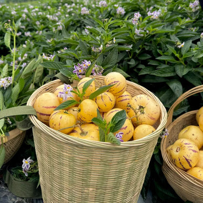 Nasiona pepino (1000 sztuk)