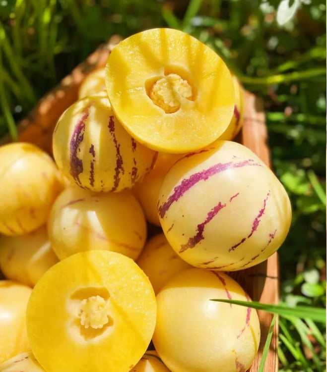 Nasiona pepino (1000 sztuk)