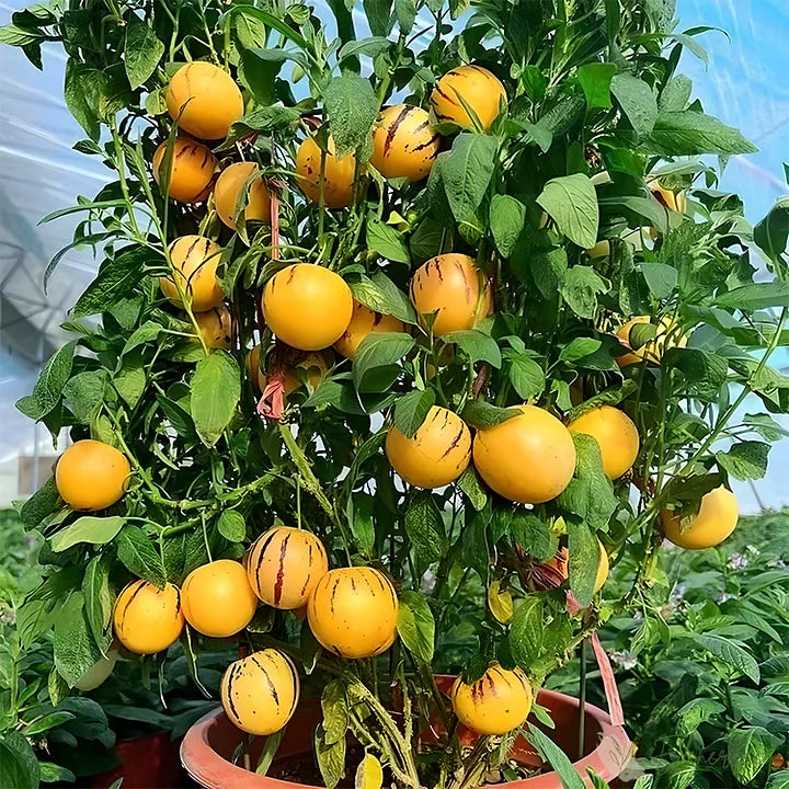 Nasiona pepino (1000 sztuk)
