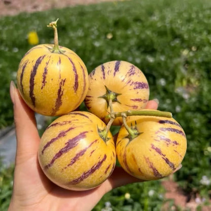 Nasiona pepino (1000 sztuk)